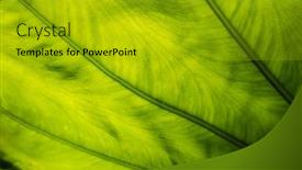  Presentation with green leaf - Theme enhanced with green-alocasia-odora-leaf background and a gold colored foreground