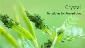  Presentation with black - Beautiful presentation theme featuring green-and-black-aphid-aphidodea backdrop and a mint green colored foreground