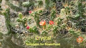  Presentation with blue green - Beautiful presentation design featuring green and blue hummingbird backdrop and a tawny brown colored foreground