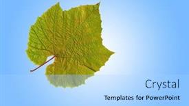  Presentation with green gold - PPT theme with green and burnished gold grape leaf isolated over blue with a white central glow background and a light blue colored foreground