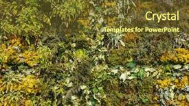  Presentation with green gold - Beautiful slide set featuring green and gold plant wall backdrop and a tawny brown colored foreground