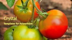  Presentation with tomato plant - Beautiful slides featuring green and red tomatoes backdrop and a tawny brown colored foreground