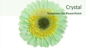  Presentation with yellow green - Slide deck consisting of green and yellow gerbera flower background and a soft green colored foreground