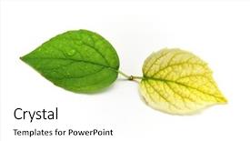  Presentation with yellow green - Colorful theme enhanced with green and yellow leaf isolated backdrop and a  colored foreground