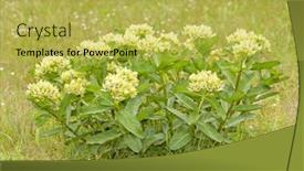  Presentation with growing - Audience pleasing slides consisting of green-antelopehorn-milkweed-growing backdrop and a yellow colored foreground