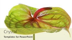  Presentation with white green - Beautiful slide set featuring green-anthurium-isolated-on-white backdrop and a yellow colored foreground