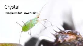  Presentation with green - Presentation theme enhanced with aphids - green aphid - macro background and a  colored foreground