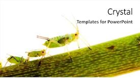  Presentation with aphids - Slides consisting of green aphids on plant - dangerous background and a white colored foreground