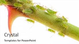  Presentation with aphids - Presentation design having green aphids on rose footstalk background and a white colored foreground