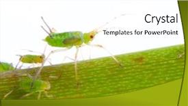  Presentation with aphids - Colorful PPT layouts enhanced with green aphids on rose footstalk backdrop and a white colored foreground