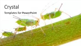  Presentation with aphids - Slides having green aphids on rose footstalk background and a white colored foreground