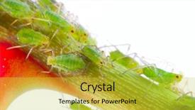  Presentation with aphids - PPT layouts featuring green aphids on rose footstalk background and a yellow colored foreground