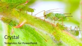  Presentation with aphids - Cool new slides with green aphids on rose footstalk backdrop and a yellow colored foreground