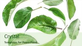  Presentation with green apple - Amazing presentation design having green apple leaves backdrop and a mint green colored foreground