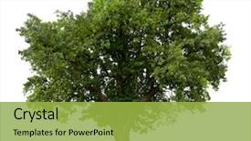  Presentation with green apple - Slide deck featuring green apple tree isolated background and a yellow colored foreground