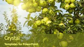  Presentation with green apples - Presentation design consisting of green apples in the orchard background and a tawny brown colored foreground