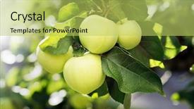  Presentation with green apples - Beautiful presentation design featuring green apples on an appletree backdrop and a yellow colored foreground