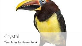  Presentation with white green - Slides with green-aracari-pterogossus-viridis-isolated background and a white colored foreground