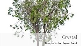  Presentation with white green - Slide set with green-arborvitae-isolated-on-white background and a white colored foreground