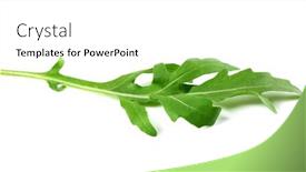  Presentation with green leaf - Slide deck with green-arugula-leaf-isolated background and a  colored foreground