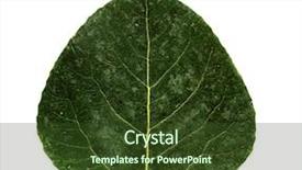  Presentation with green leaf - Amazing presentation design having green aspen leaf hi res backdrop and a tawny brown colored foreground