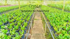  Presentation with garden - Slide set featuring furl - green asplenium in garden background and a yellow colored foreground