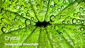  Presentation with citrus - Presentation theme with green background a citrus close up with bubbles background and a shamrock green colored foreground