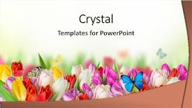  Presentation with tulips butterflies - Cool new presentation theme with green background and exotic butterflies backdrop and a pink colored foreground