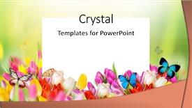  Presentation with tulips butterflies - Cool new presentation with green background and exotic butterflies backdrop and a cream colored foreground