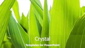  Presentation with corn plant - Presentation theme enhanced with green background made by corn background and a tawny brown colored foreground