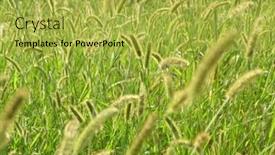  Presentation with agricultural - Presentation theme consisting of green-background-of-plants background and a yellow colored foreground
