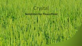  Presentation with wheat - Audience pleasing presentation design consisting of green-background-of-the-wheat backdrop and a gold colored foreground