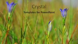  Presentation with blue green - Presentation enhanced with green-background-with-blue-gentian background and a gold colored foreground