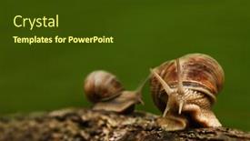  Presentation with wood - Colorful PPT layouts enhanced with green-background-with-two-snails backdrop and a tawny brown colored foreground