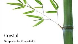  Presentation with bamboo - PPT layouts consisting of green bamboo branch isolated background and a white colored foreground