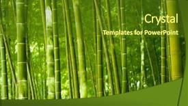  Presentation with bamboo - Beautiful slides featuring green bamboo forest backdrop and a tawny brown colored foreground