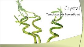  Presentation with white green - Slide set enhanced with green-bamboo-isolated-on-white background and a white colored foreground