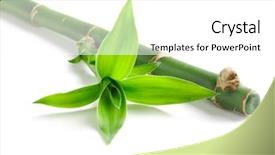  Presentation with lucky bamboo - Beautiful PPT theme featuring green bamboo isolated on white backdrop and a white colored foreground