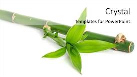  Presentation with lucky bamboo - Cool new presentation design with green bamboo isolated on white backdrop and a white colored foreground