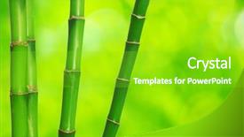  Presentation with lucky bamboo - Cool new PPT layouts with green bamboo isolated backdrop and a shamrock green colored foreground