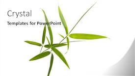  Presentation with green leaves - Slides having green-bamboo-leaves-isolated background and a white colored foreground