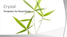  Presentation with green leaves - Presentation enhanced with green-bamboo-leaves-isolated background and a white colored foreground
