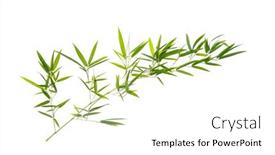 Presentation with green leaves - Slides with green-bamboo-leaves-isolated background and a white colored foreground