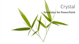  Presentation with green leaves - Slides having green-bamboo-leaves-isolated background and a white colored foreground