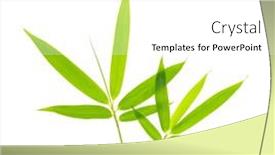  Presentation with green-leaves - Presentation theme with green-bamboo-leaves-isolated background and a white colored foreground