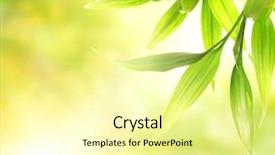  Presentation with blurred plants - Colorful presentation theme enhanced with green bamboo leaves over abstract backdrop and a blonde colored foreground