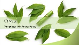  Presentation with bamboo - Cool new slide deck with green-bamboo-leaves-set-isolated backdrop and a yellow colored foreground