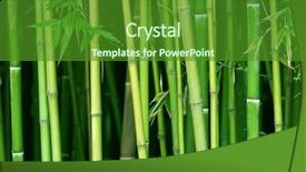  Presentation with bamboo - Presentation having green bamboo stems close up background and a forest green colored foreground