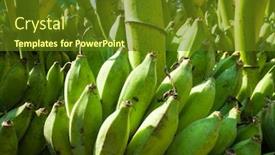  Presentation with banana - Cool new PPT theme with green-banana-bunches-raw backdrop and a tawny brown colored foreground