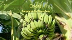  Presentation with banana tree - Slide set having green-banana-group-on-palm background and a tawny brown colored foreground